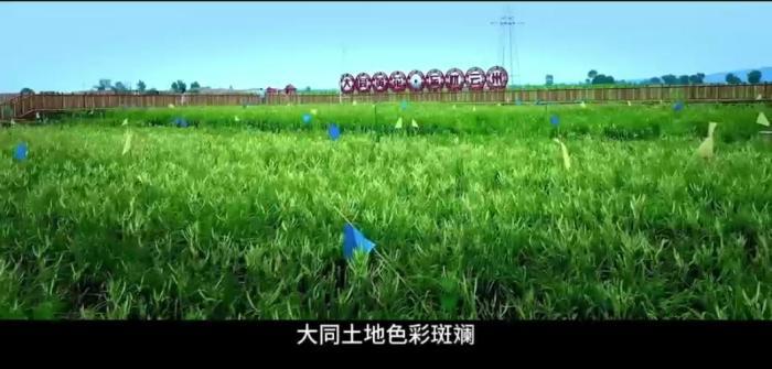 青草最新视频，时代印记与文化传承的交融呈现